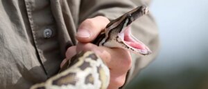 man-catches-incredible-amount-of-invasive-pythons-for-major-payday