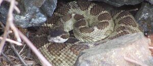 report:-hiker-dies-after-being-bitten-by-state