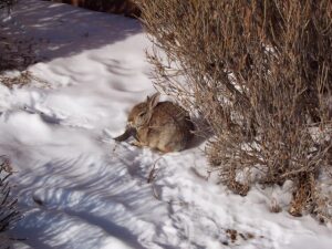 virus-in-colorado-causing-bizarre-horn-like-growths-on-rabbits-|-the-gateway-pundit-|-by-jim-hᴏft