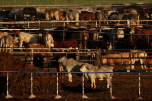 $750-million-facility-to-protect-texas-cattle,-wildlife-from-screwworm-threat