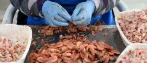 fda-warns-americans-to-avoid-potentially-radioactive-shrimp-at-walmart