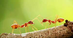 government-staffing-cuts-have-fueled-an-ant-smuggling-boom