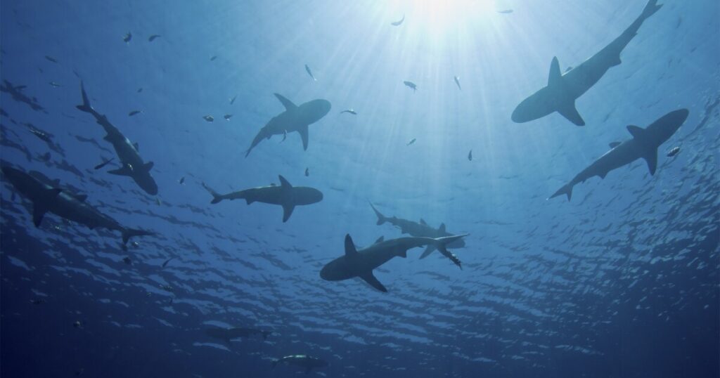 new-shark-species-discovered-at-national-park-in-kentucky