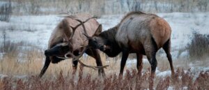 gargantuan-elk-clash-so-aggressively-that-one-sees-their-antler-snapped-off-like-twig