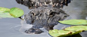 sharks,-alligator-spotted-swimming-together-in-strange-scene