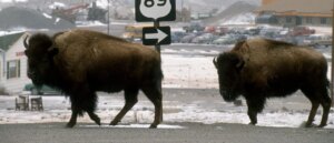 bison-nearly-thrashes-yellowstone-idiot-after-charging-at-him