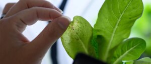 chinese-orgs-smuggling-dangerous-pesticides-into-us,-authorities-warn