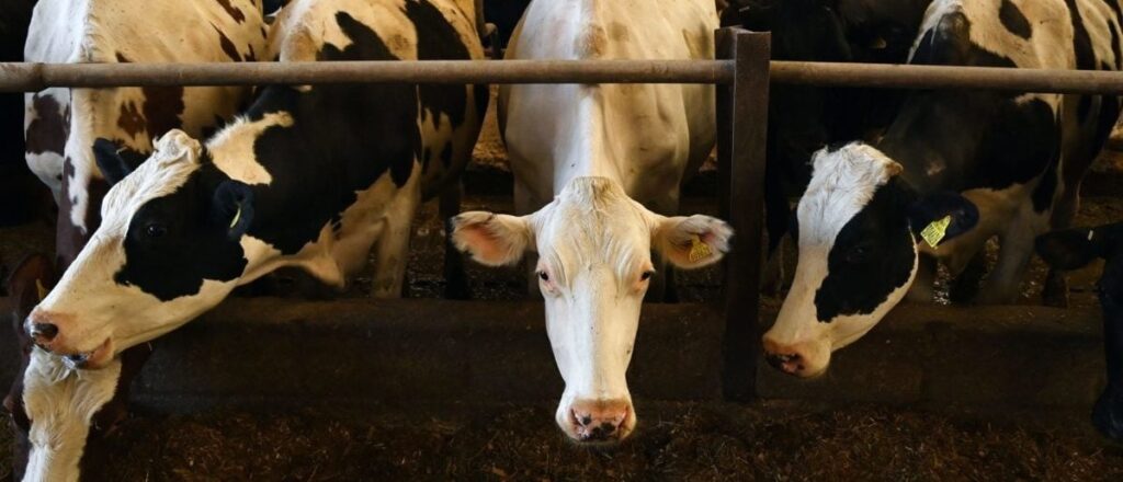 20-cows-dead-after-cattle-trailer-flips-over-on-connecticut-interstate
