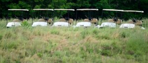 75-year-old-woman-allegedly-fatally-drives-over-76-year-old-woman-with-golf-cart,-police-say