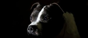 man-who-allegedly-wrapped-dog-in-duct-tape-was-let-go-after-arraignment