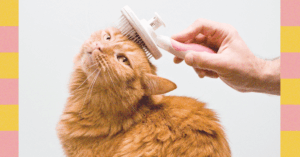 grooming-101—from-nail-clipping-to-ear-cleaning,-here’s-how-to-best-clean-your-pet