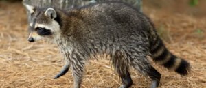 kentucky-nurse-rescues-booze-soaked-raccoon-from-moonshine-dumpster