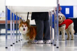 dog-owner-faces-jail-time-after-pet’s-vote-counted-in-ca-election