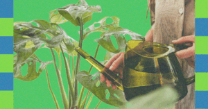 light,-water,-and-patience:-expert-advice-for-winter-houseplant-care