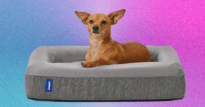 our-8-favorite-dog-beds-for-every-kind-of-dog