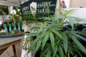 newsom-puts-25%-cannabis-tax-hike-on-pause