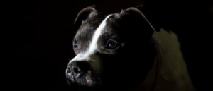 oklahoma-woman-loses-all-4-limbs-following-brutal-dog-attack