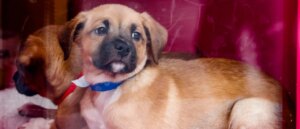 11-year-old-girl-brutally-attacked-while-taking-puppy-for-a-walk,-mother-says