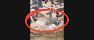 alligator-caught-in-such-bizarre-place-there