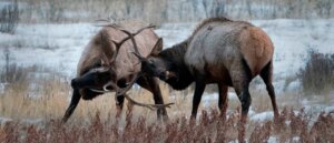 wild-video-shows-massive-elk-charging-at-photographer