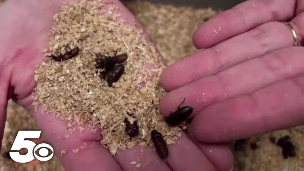 eat-ze-bugs:-major-meat-producer-tyson-invests-in-insect-proteins-and-lipids-–-uses-animal-waste-to-feed-flies,-which-will-then-be-turned-into-food-for-pets,-aquaculture,-and-livestock-industries-(video)-|-the-gateway-pundit-|-by-jim-hᴏft