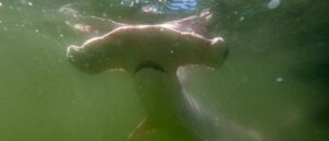 you-might-be-eating-critically-endangered-shark,-and-don