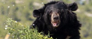 bear-who-opens-doors-like-humans-breaks-into-house,-and-scares-living-hell-out-of-everybody