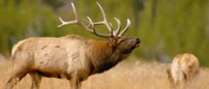 wild-video-shows-massive-bull-elk-charging-at-golf-cart,-clipping-it-with-giant-antlers