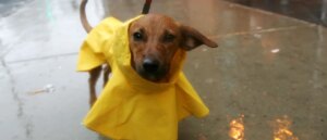 one-of-our-furry-friends-abandoned,-tied-to-fence-during-strong-storm