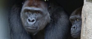 gorilla-nearly-busts-through-glass-window-to-annihilate-zoo-visitors-in-terrifying-scene