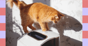 fear-not!-you-can-live-with-a-cat-even-if-you’re-allergic