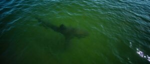 data-shows-multiple-12-foot-great-white-sharks-lingering-off-us-coast