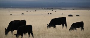 cattle-farmers-beefing-with-trump-admin-over-imports-from-foreign-country