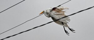 tens-of-thousands-of-birds-trapped-in-eye-of-category-5-hurricane-melissa