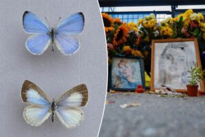 butterfly-species-named-after-north-carolina-stabbing-victim-iryna-zarutska