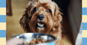 your-pet-is-probably-overweight.-these-tips-can-help-manage-its-health