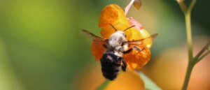 swarm-of-bees-leads-to-deadly-car-crash