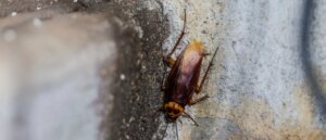 man-facing-murder-charges-allegedly-claimed-a-cockroach-ordered-him-to-kill