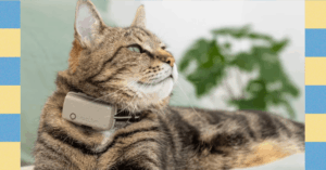 take-your-helicopter-(pet)-parenting-to-the-next-level-with-tractive’s-smart-cat-tracker
