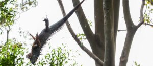 iguanas-raining-down-in-state-thanks-to-record-breaking-temperatures