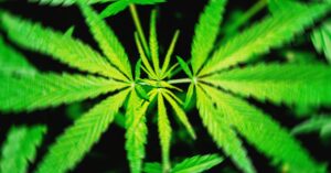 a-proposed-federal-thc-ban-would-‘wipe-out’-hemp-products-that-get-people-high