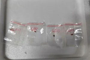 chinese-scientist-to-be-deported-after-pleading-guilty-in-fungus-smuggling-case