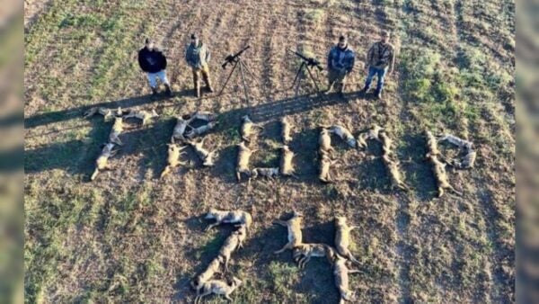 music-artist-aaron-lewis-spells-trump-24-with-32-coyotes-after-successful-hunting-trip