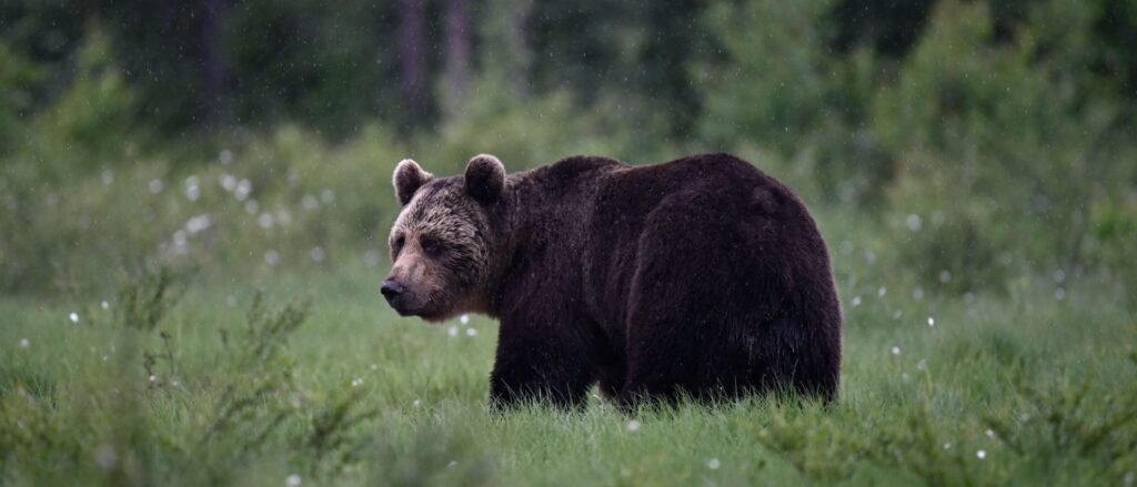 bear-infiltrates-colorado-mountain-resort,-attacks-security-guard-in-kitchen,-officials-say