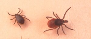 your-love-for-meat-could-be-threatened-by-a-tick:-state-records-first-death