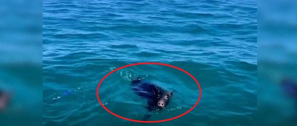 video-shows-family-rescuing-exhausted-wild-boar-from-ocean