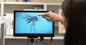 an-invasive-disease-carrying-mosquito-has-spread-to-the-rocky-mountains