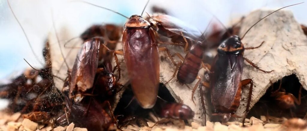 oann-reportedly-fires-producer-after-he-shared-cartoon-comparing-jews-to-scheming-cockroaches