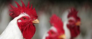 human-infected-with-new-strain-of-bird-flu-previously-only-seen-in-animals