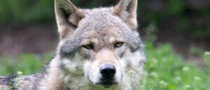 wild-wolf-caught-on-video-possibly-using-human-tools-for-first-time-ever